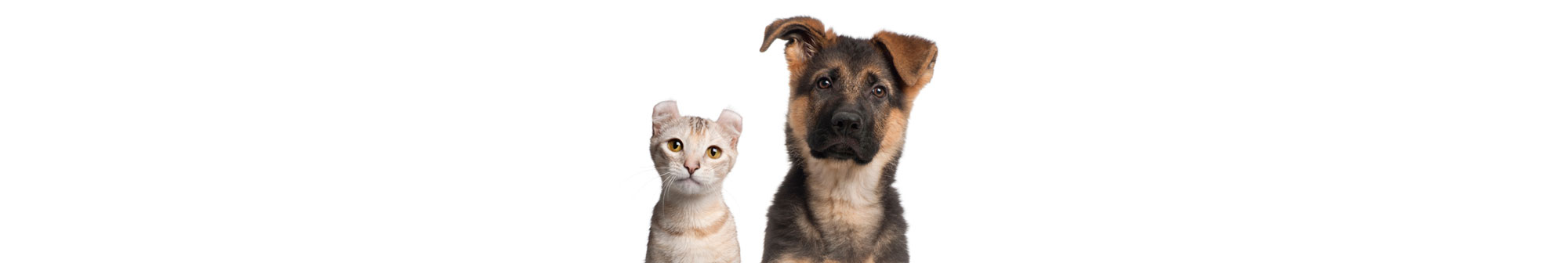 Emergency Vet Services - Charlottesville, Virginia | Greenbrier Vet